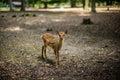 Hanau (Deer)